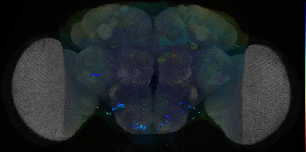 P{VT014366-GAL4} expression pattern