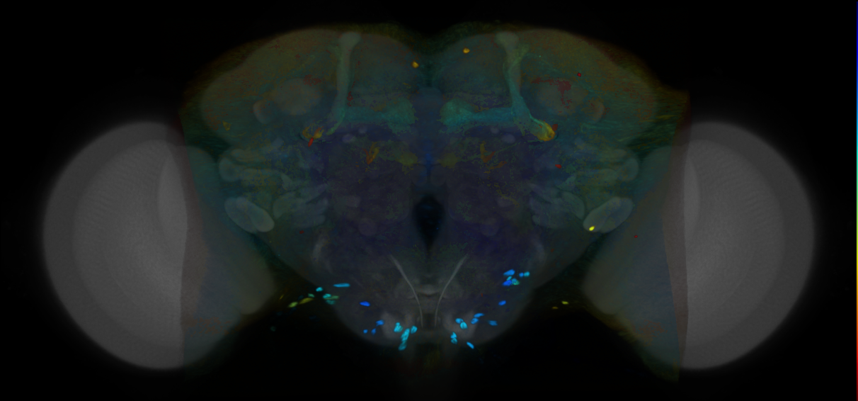 P{VT014366-GAL4} expression pattern