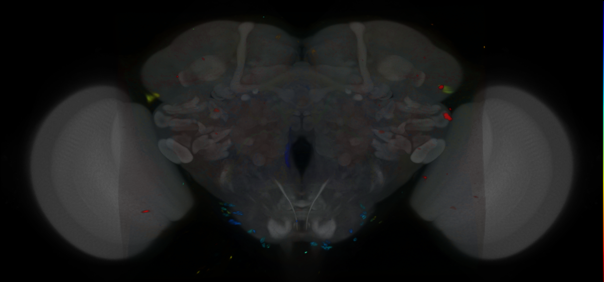 P{VT014426-GAL4} expression pattern