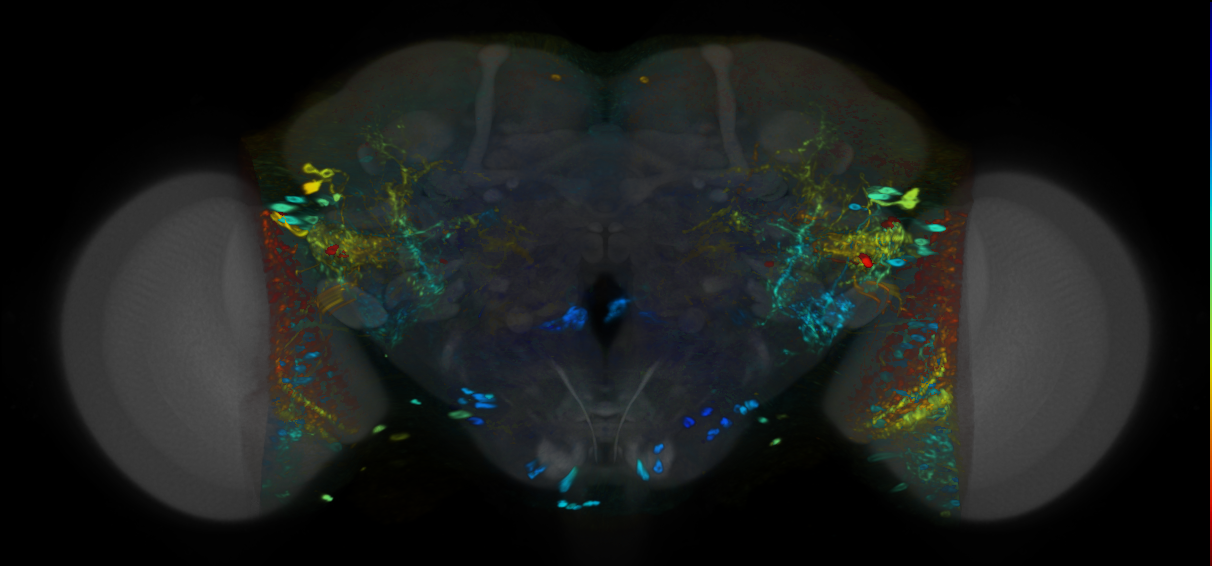 P{VT014486-GAL4} expression pattern