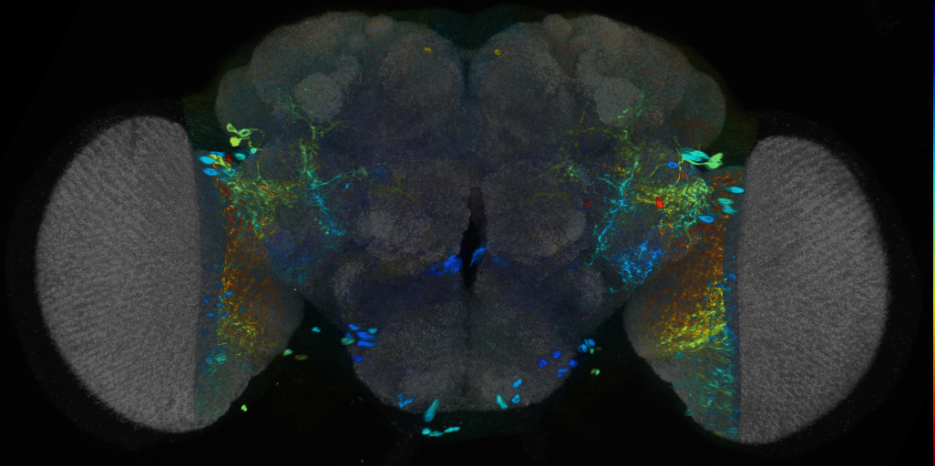 P{VT014486-GAL4} expression pattern