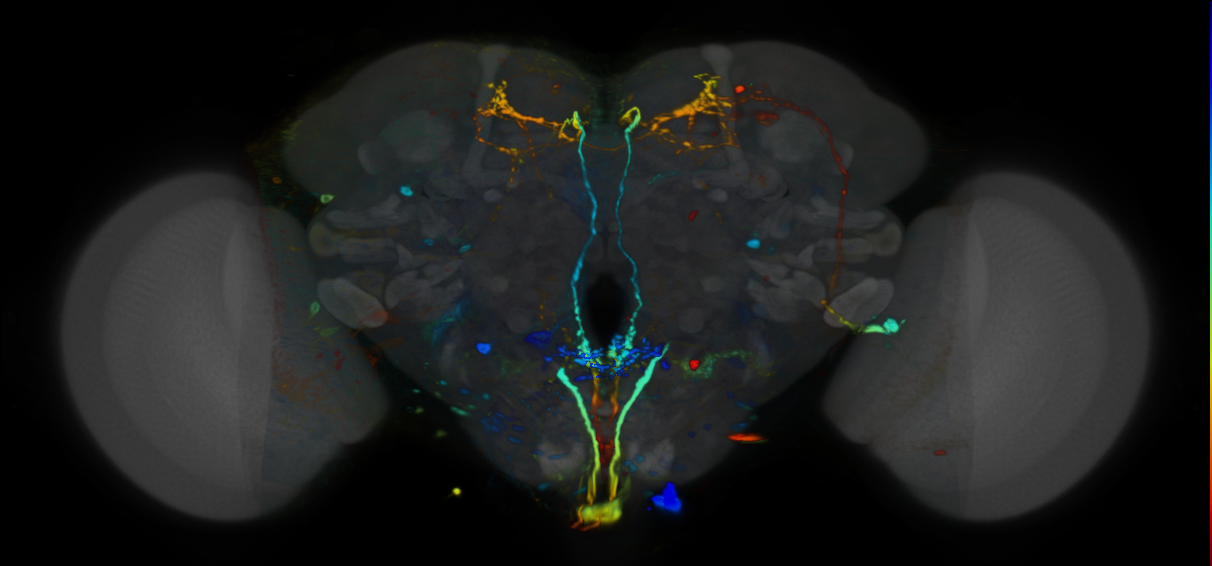 P{VT014538-GAL4} expression pattern