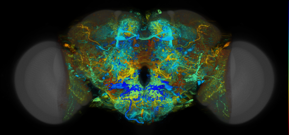 P{VT014580-GAL4} expression pattern