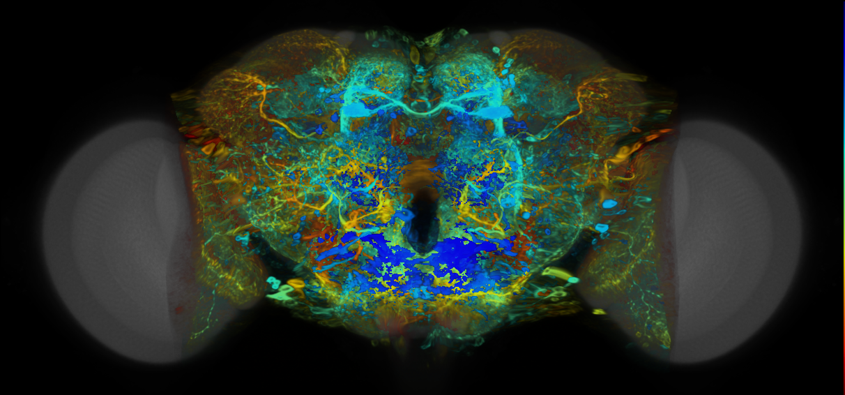 P{VT014580-GAL4} expression pattern