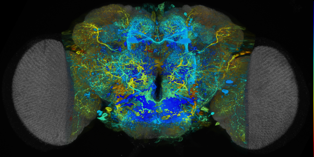 P{VT014580-GAL4} expression pattern