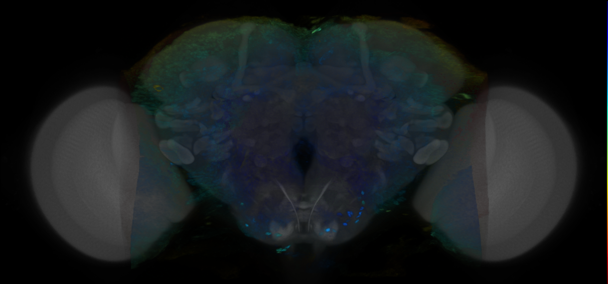 P{VT014633-GAL4} expression pattern