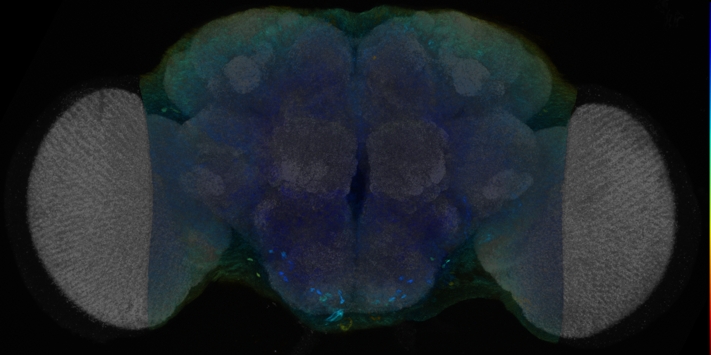 P{VT014633-GAL4} expression pattern