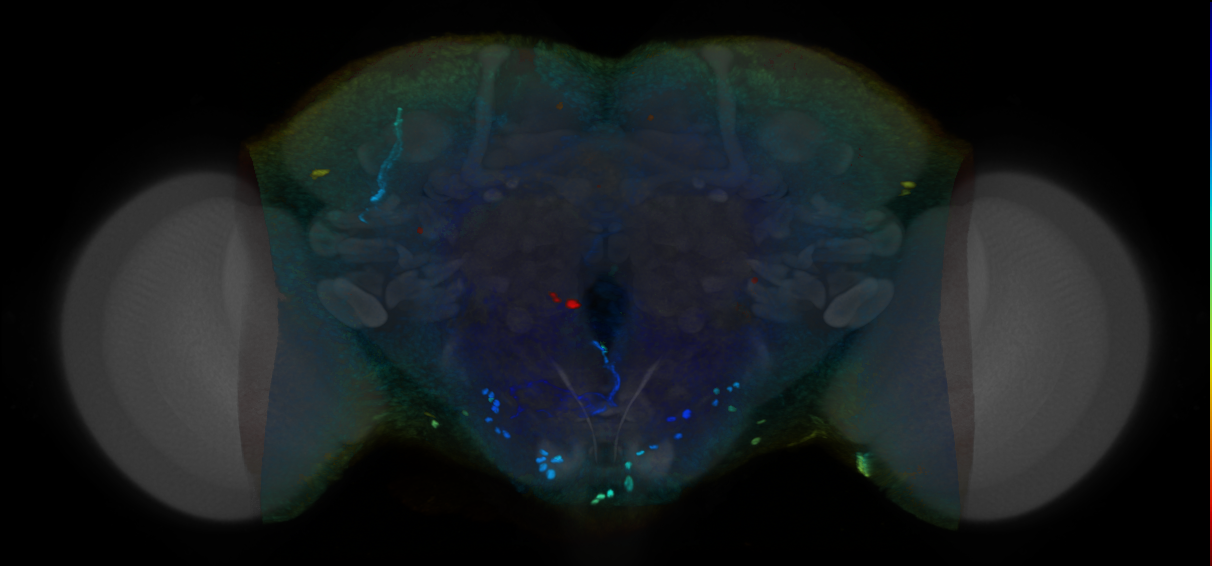 P{VT014633-GAL4} expression pattern