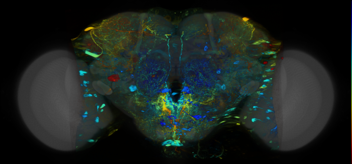 P{VT014653-GAL4} expression pattern