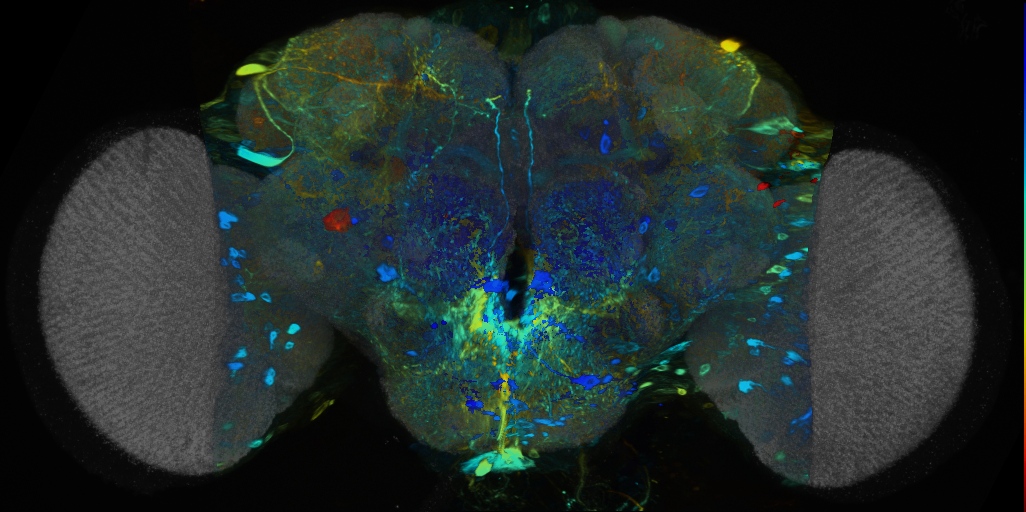 P{VT014653-GAL4} expression pattern