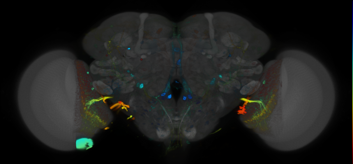 P{VT014718-GAL4} expression pattern