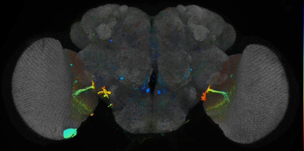 P{VT014718-GAL4} expression pattern