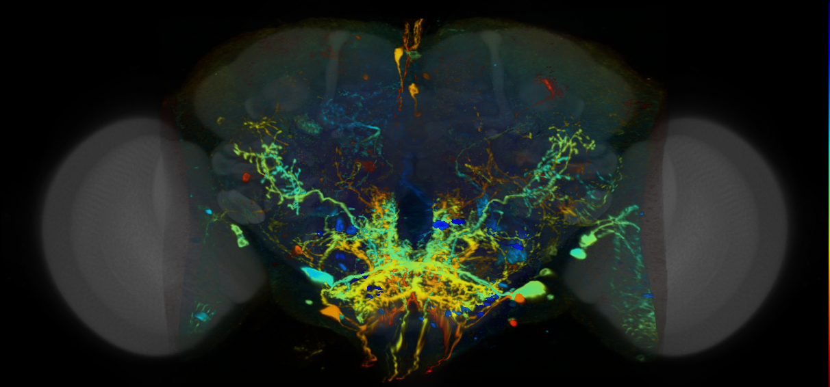 P{VT014955-GAL4} expression pattern