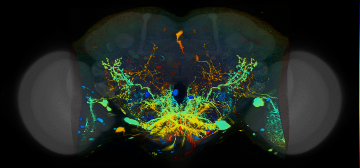P{VT014955-GAL4} expression pattern