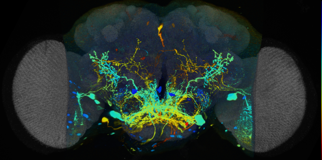 P{VT014955-GAL4} expression pattern
