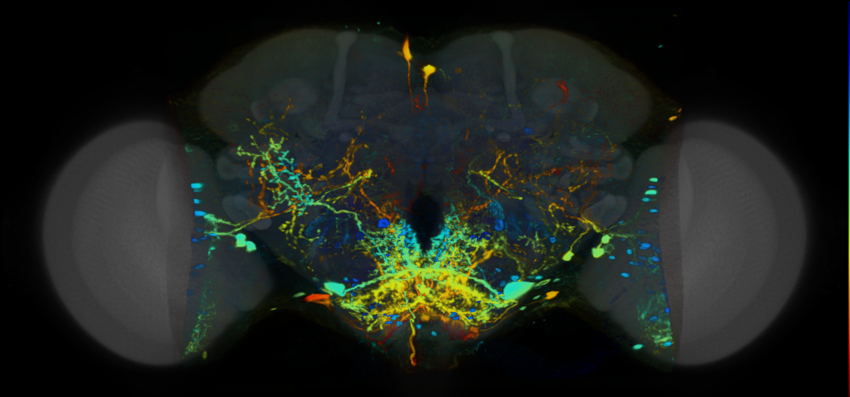 P{VT014955-GAL4} expression pattern