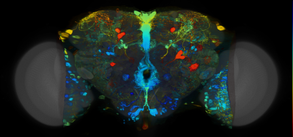 P{VT014966-GAL4} expression pattern