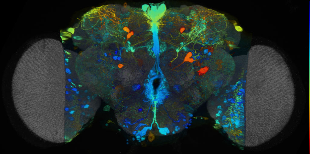 P{VT014966-GAL4} expression pattern