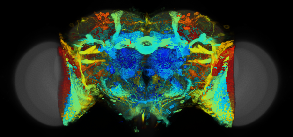 P{VT014968-GAL4} expression pattern