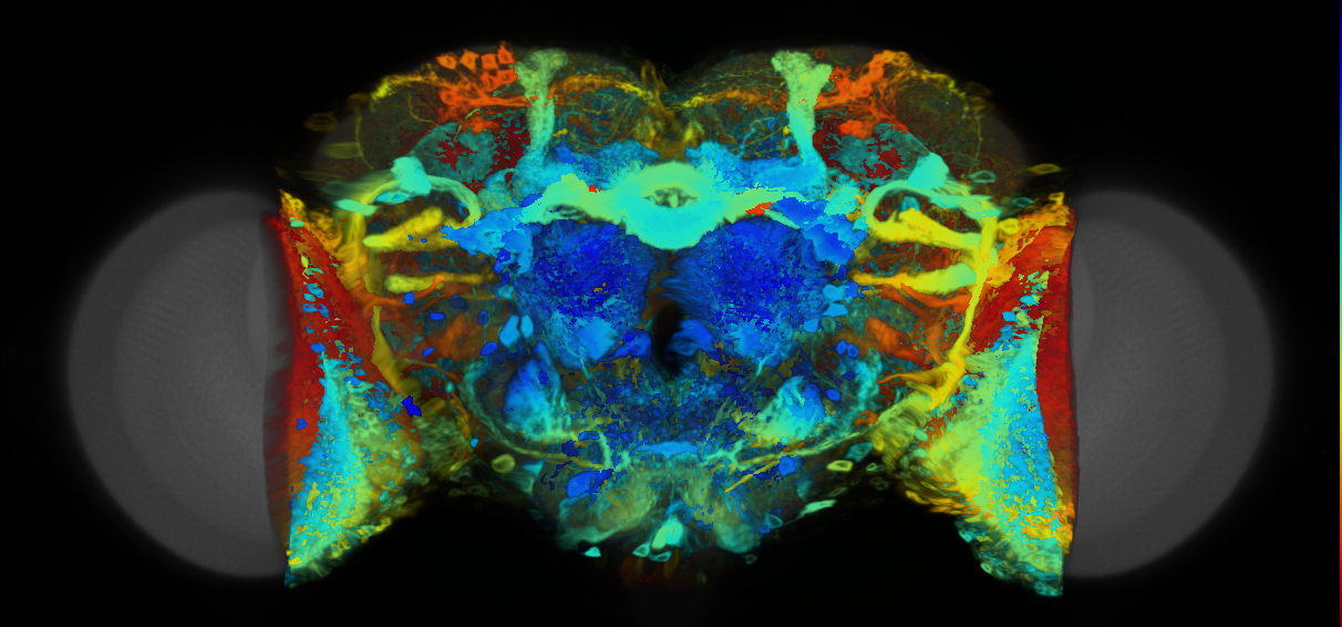P{VT014968-GAL4} expression pattern