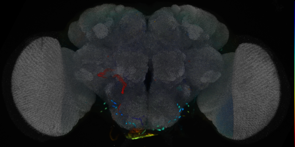 P{VT014970-GAL4} expression pattern
