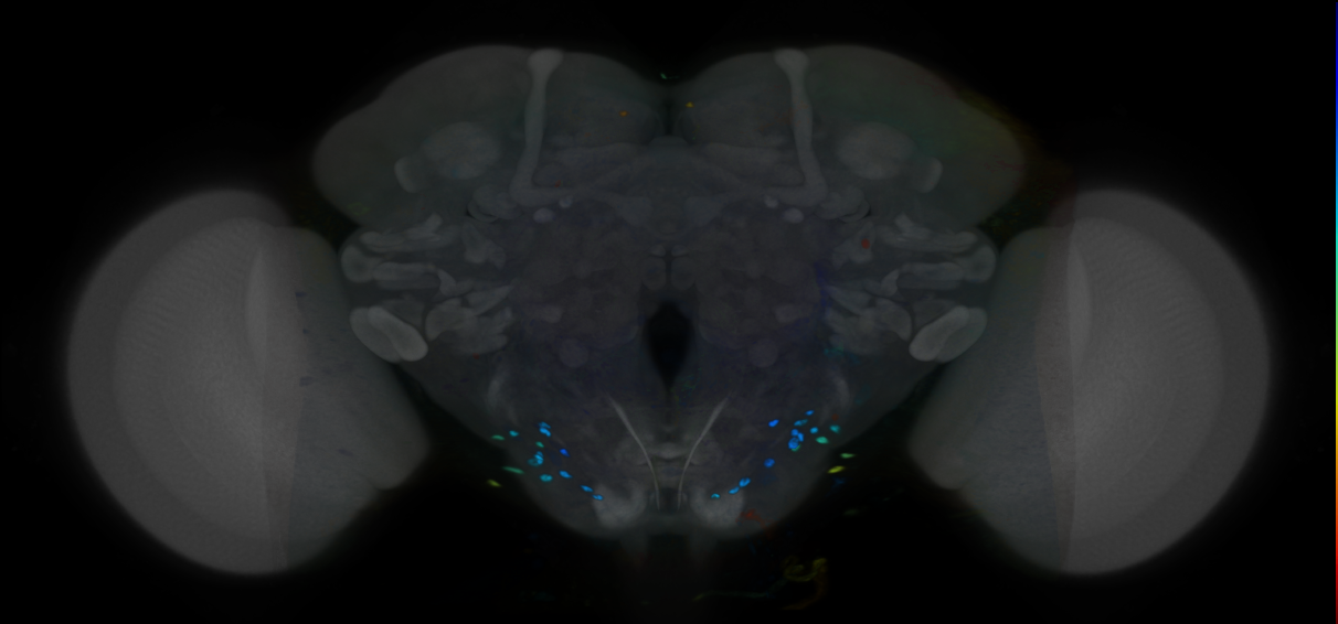 P{VT014970-GAL4} expression pattern