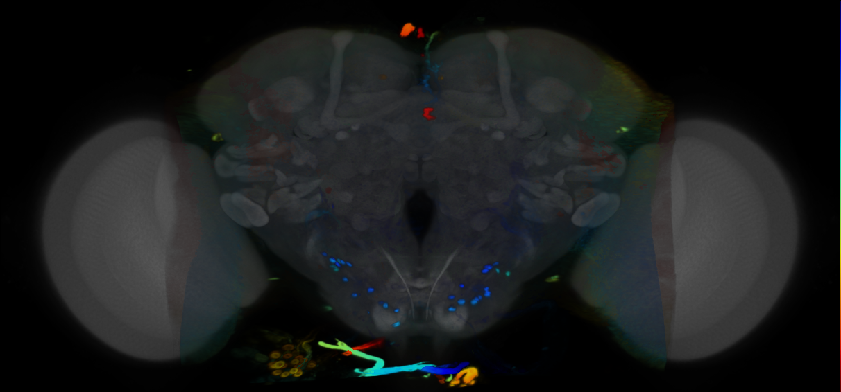 P{VT014970-GAL4} expression pattern