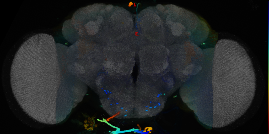 P{VT014970-GAL4} expression pattern