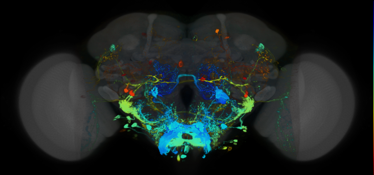 P{VT015181-GAL4} expression pattern