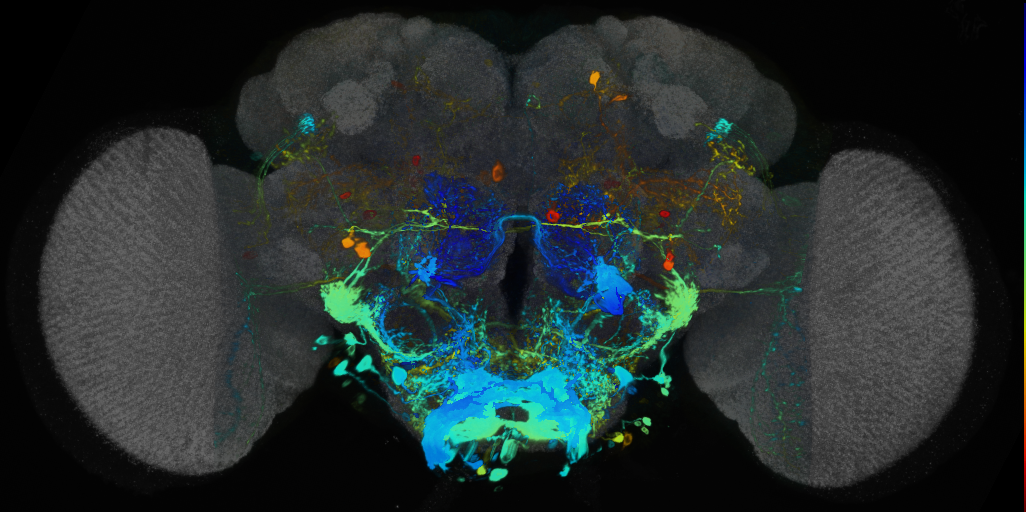 P{VT015181-GAL4} expression pattern