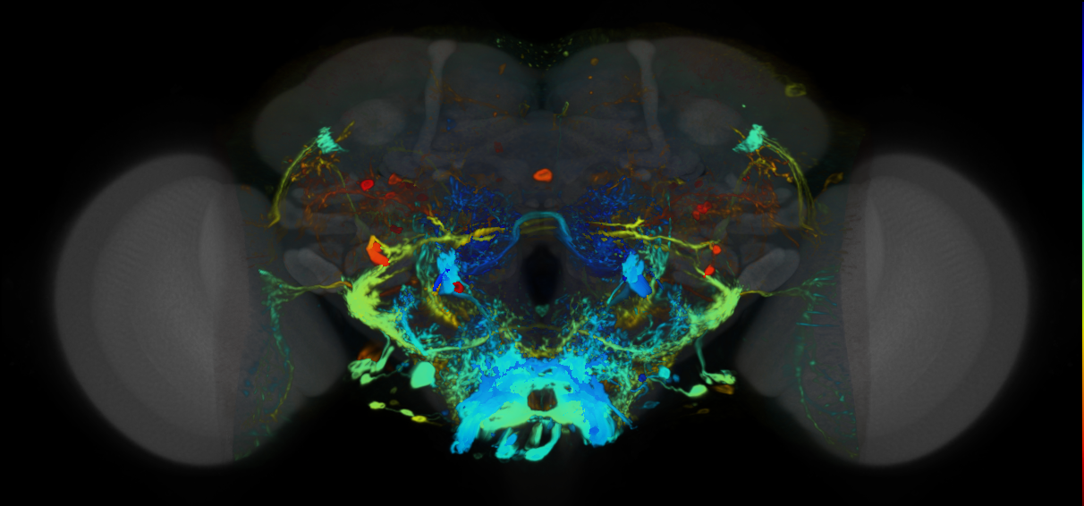 P{VT015181-GAL4} expression pattern