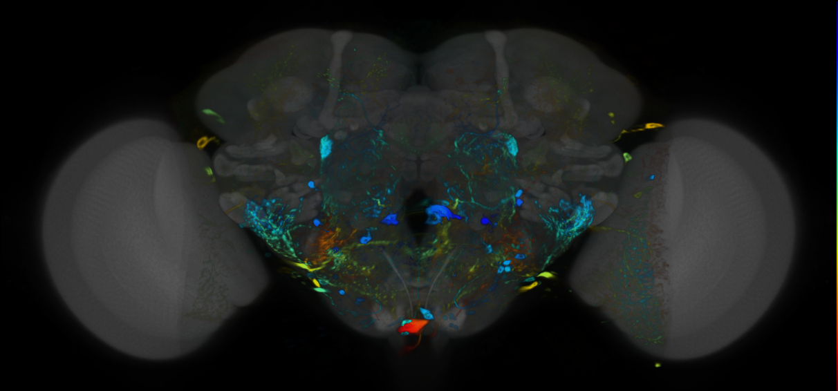 P{VT015434-GAL4} expression pattern