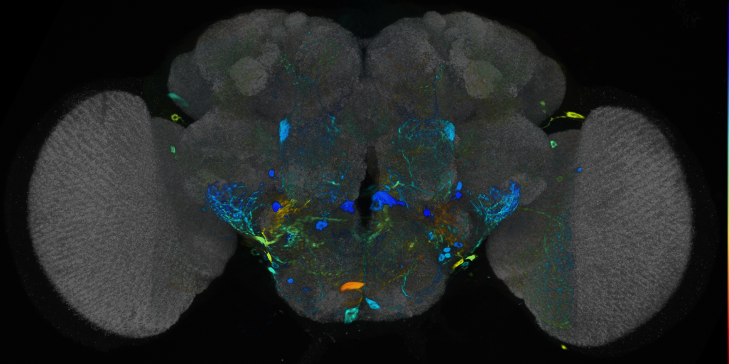 P{VT015434-GAL4} expression pattern