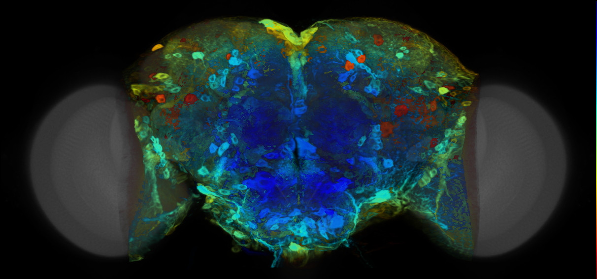 P{VT015736-GAL4} expression pattern