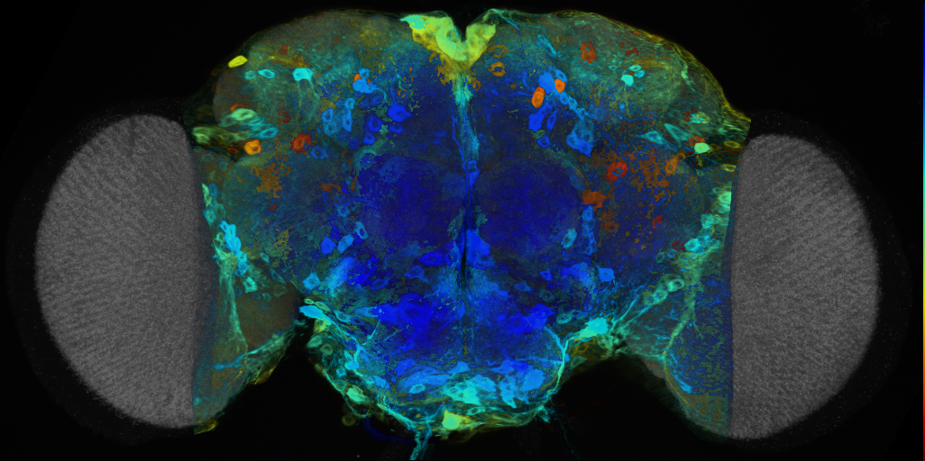 P{VT015736-GAL4} expression pattern