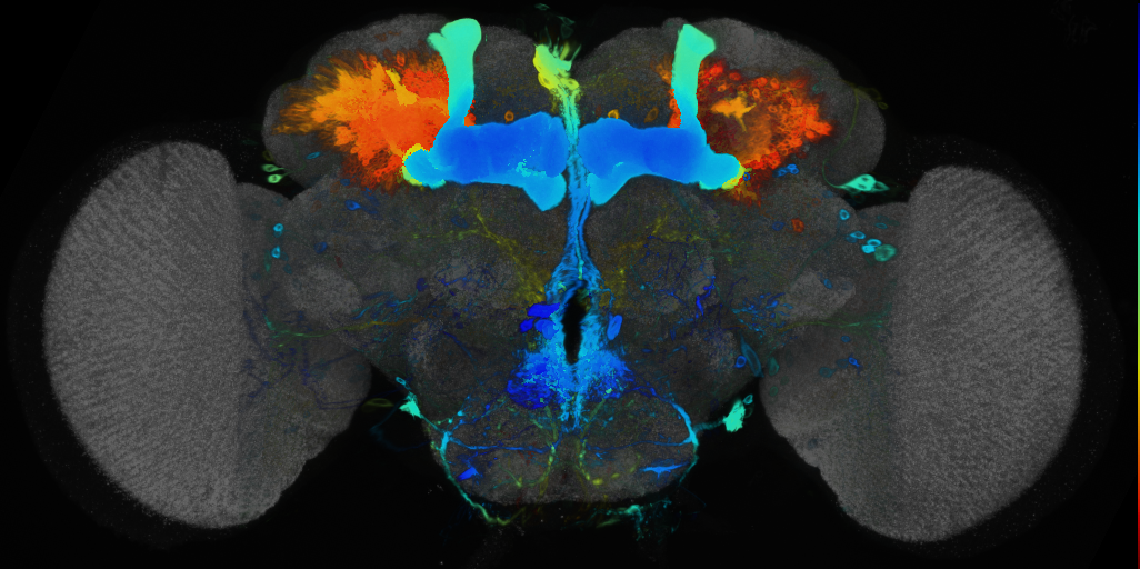 P{VT015828-GAL4} expression pattern