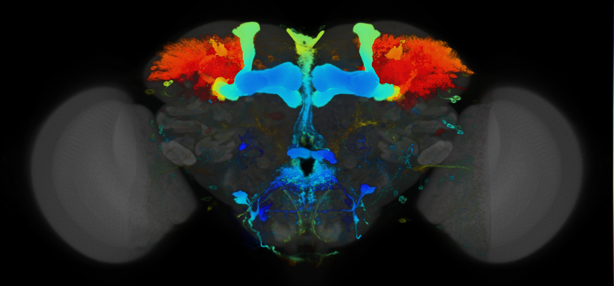 P{VT015828-GAL4} expression pattern