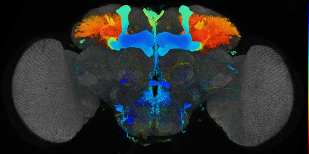 P{VT015828-GAL4} expression pattern