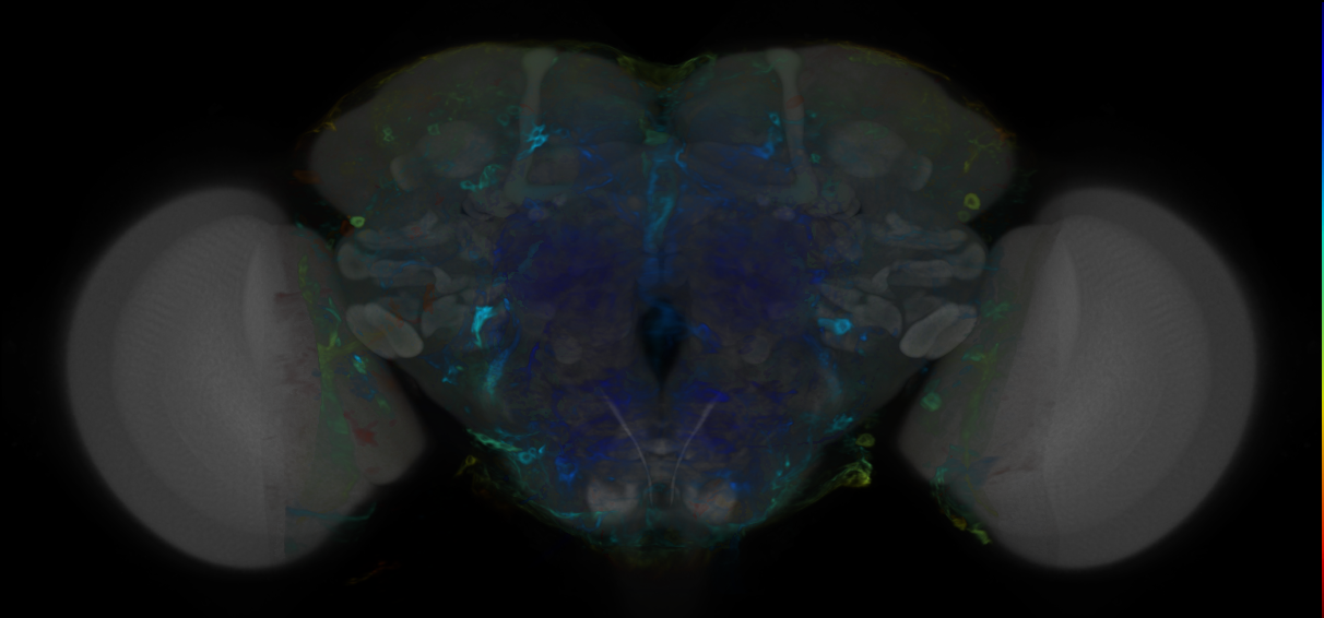 P{VT016206-GAL4} expression pattern