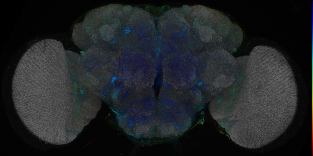 P{VT016206-GAL4} expression pattern
