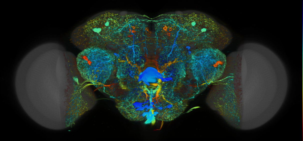 P{VT016216-GAL4} expression pattern