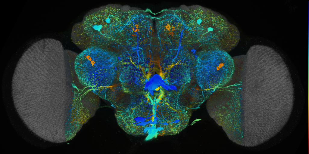 P{VT016216-GAL4} expression pattern