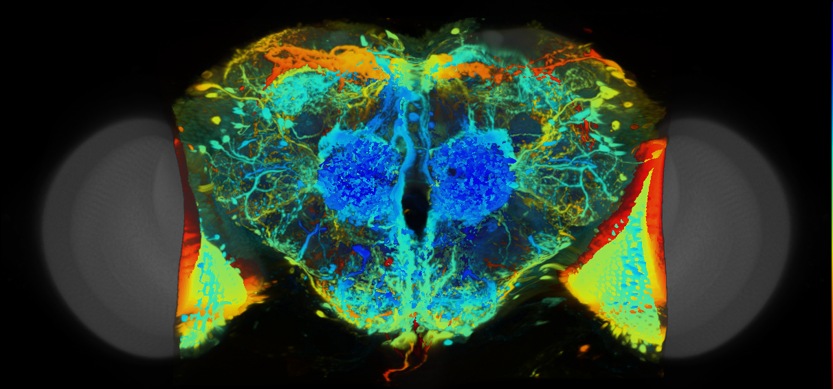 P{VT016255-GAL4} expression pattern