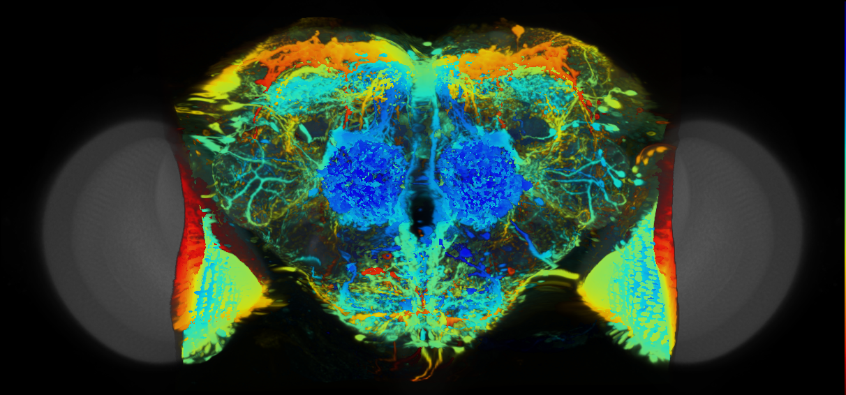P{VT016255-GAL4} expression pattern