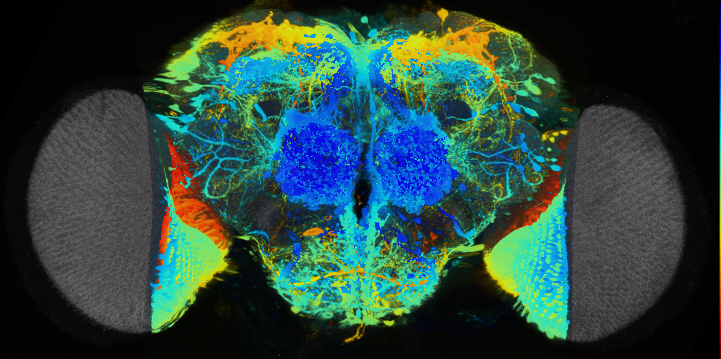 P{VT016255-GAL4} expression pattern