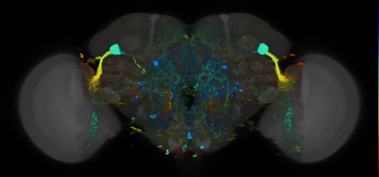 P{VT016285-GAL4} expression pattern
