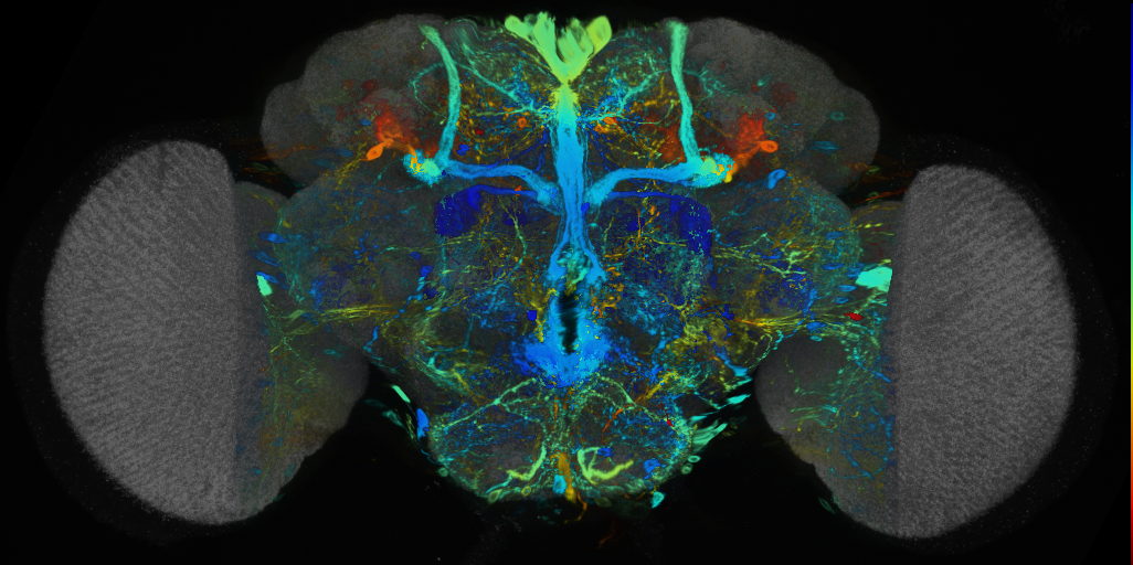 P{VT016465-GAL4} expression pattern