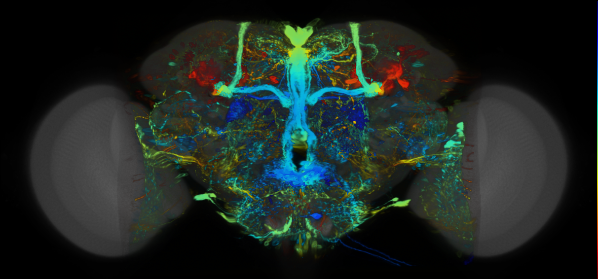 P{VT016465-GAL4} expression pattern