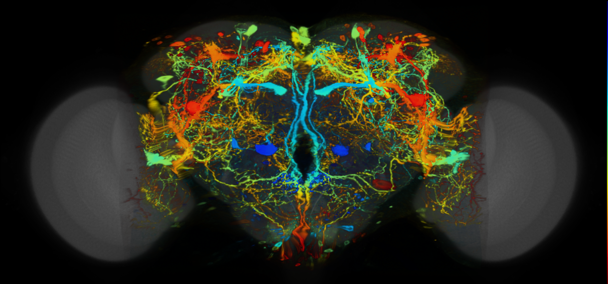 P{VT016471-GAL4} expression pattern