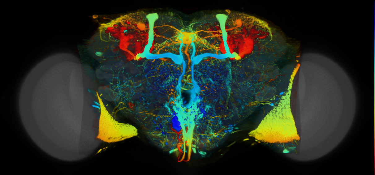 P{VT016647-GAL4} expression pattern